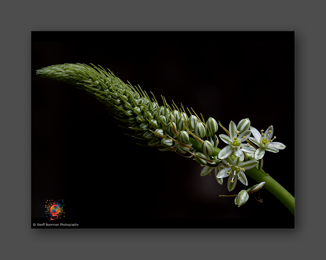 Wombolly Metal - Bulb flower