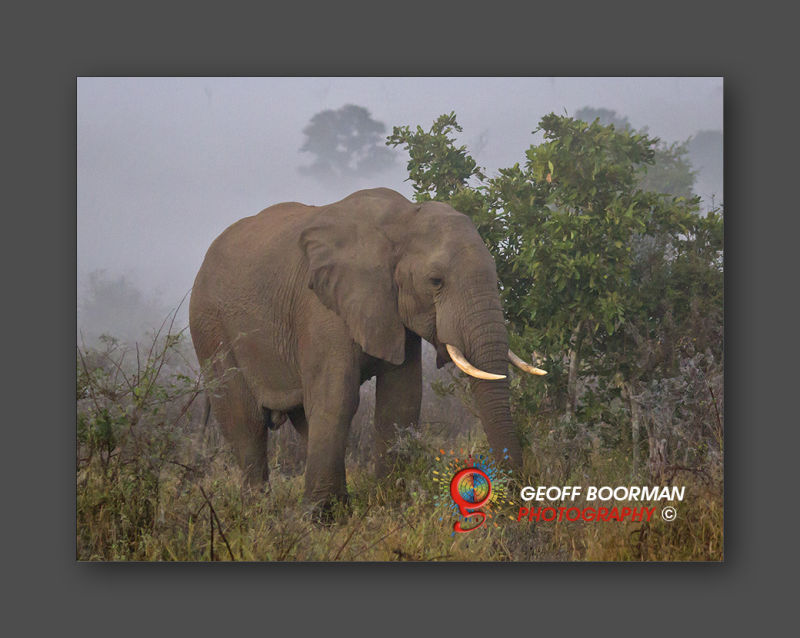 Wombolly Metal - African Bull Elephant