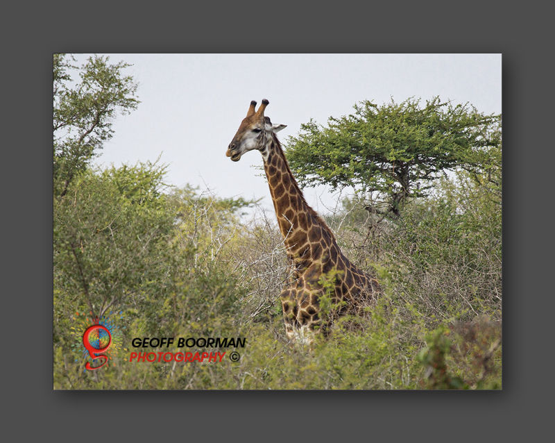 Wombolly Metal - African Giraffe