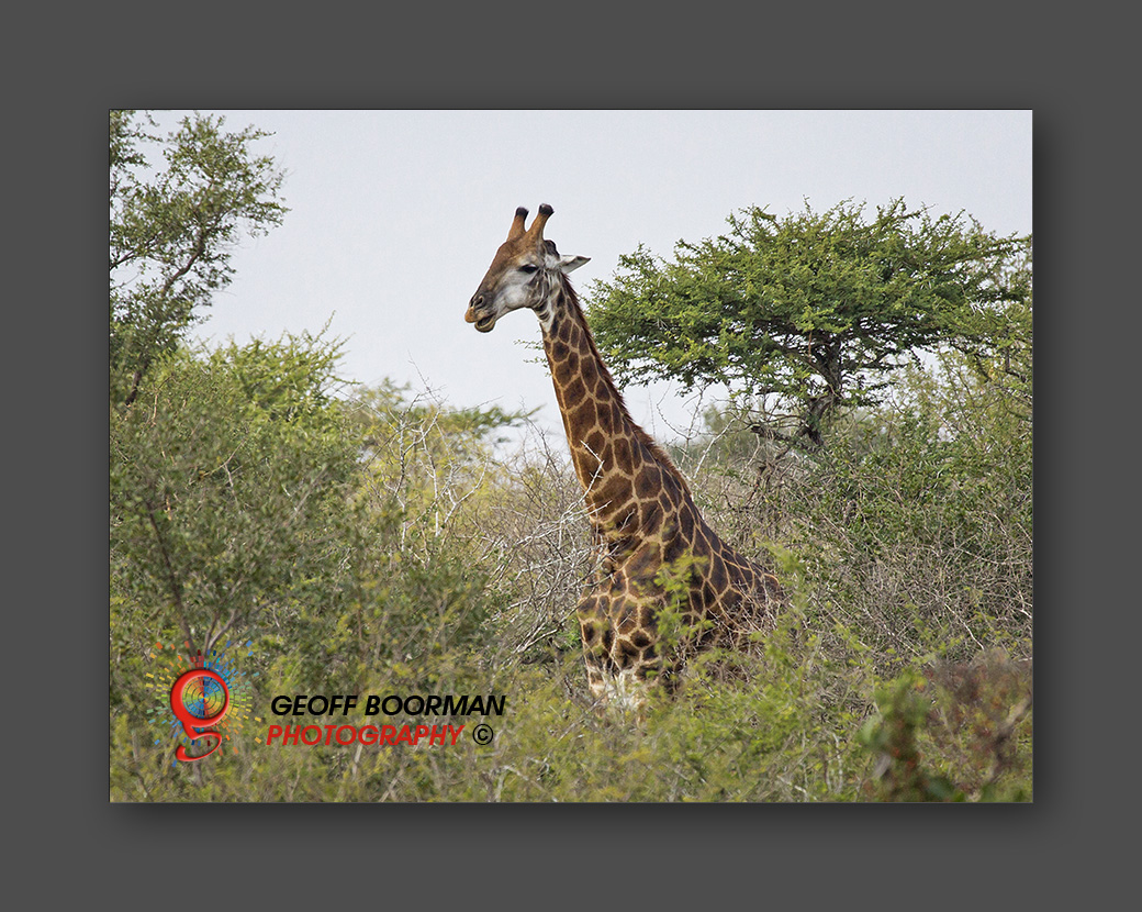 Wombolly Metal - African Giraffe