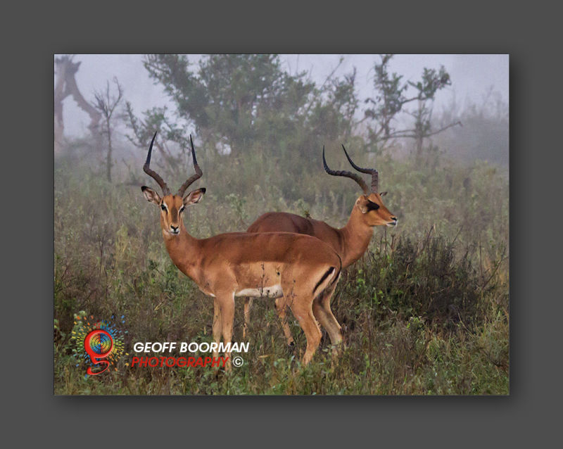 Wombolly Metal - African  Impala