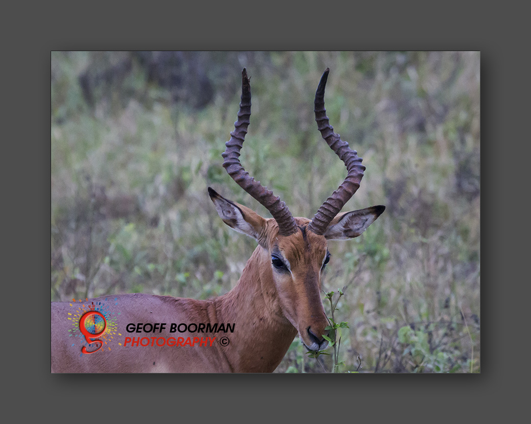 Wombolly Metal - African Impala