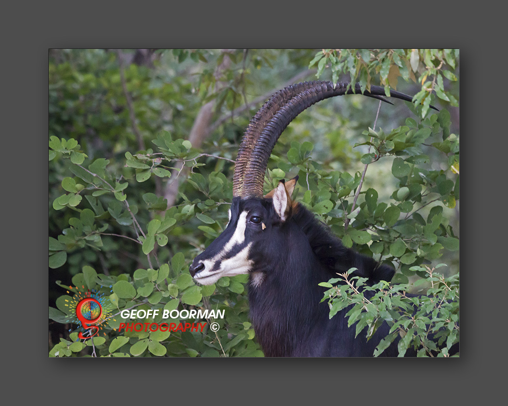 Wombolly Metal - African Sable Antelope