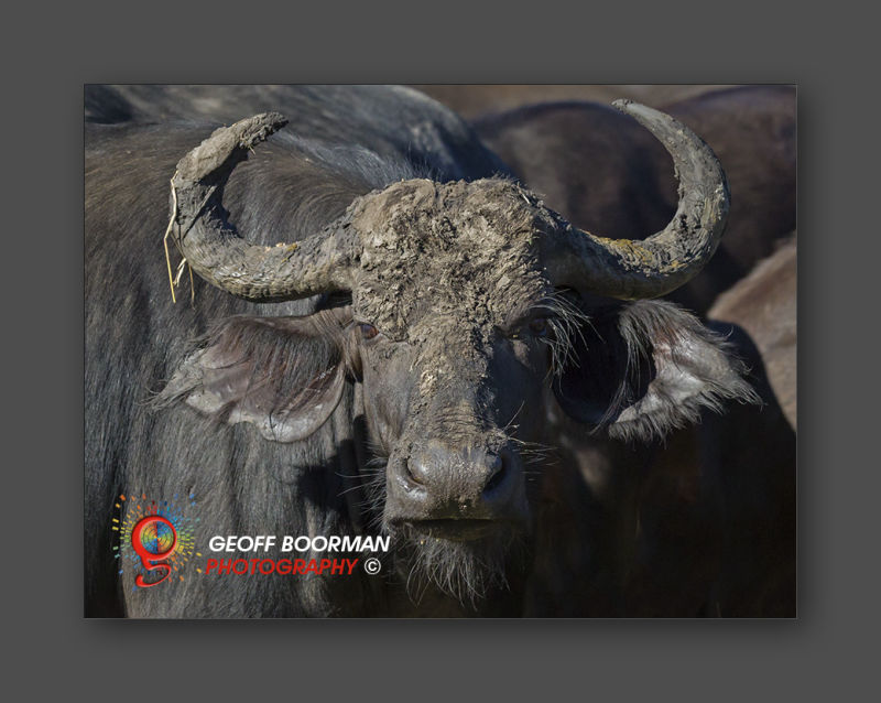 Wombolly Metal - African Water Buffalo