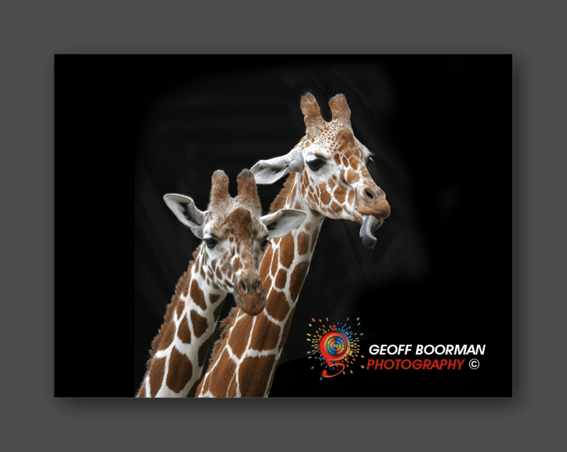 Wombolly Metal - Giraffes