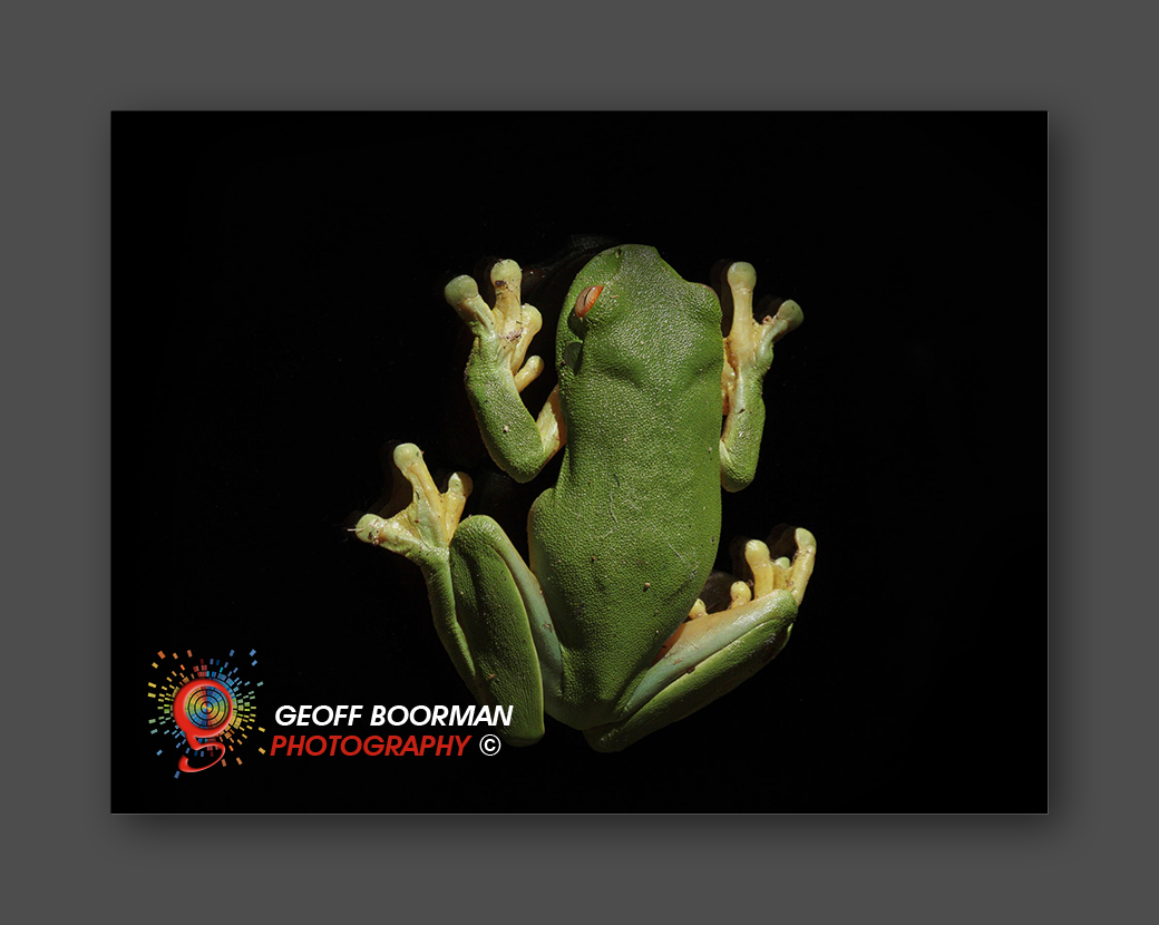 Wombolly Metal - Green Tree Frog
