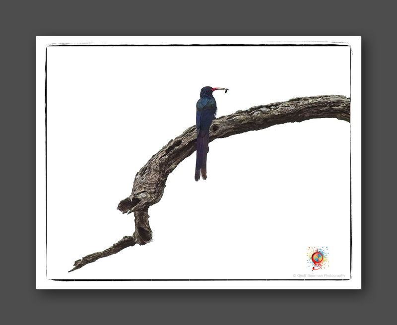 Wombolly Metal - Green Wood Hoopoe