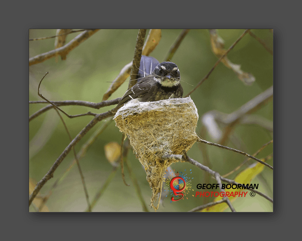 Wombolly Metal - Grey Fantail