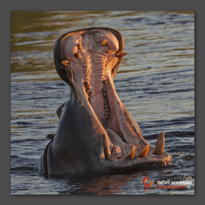 Wombolly Metal - Hippo