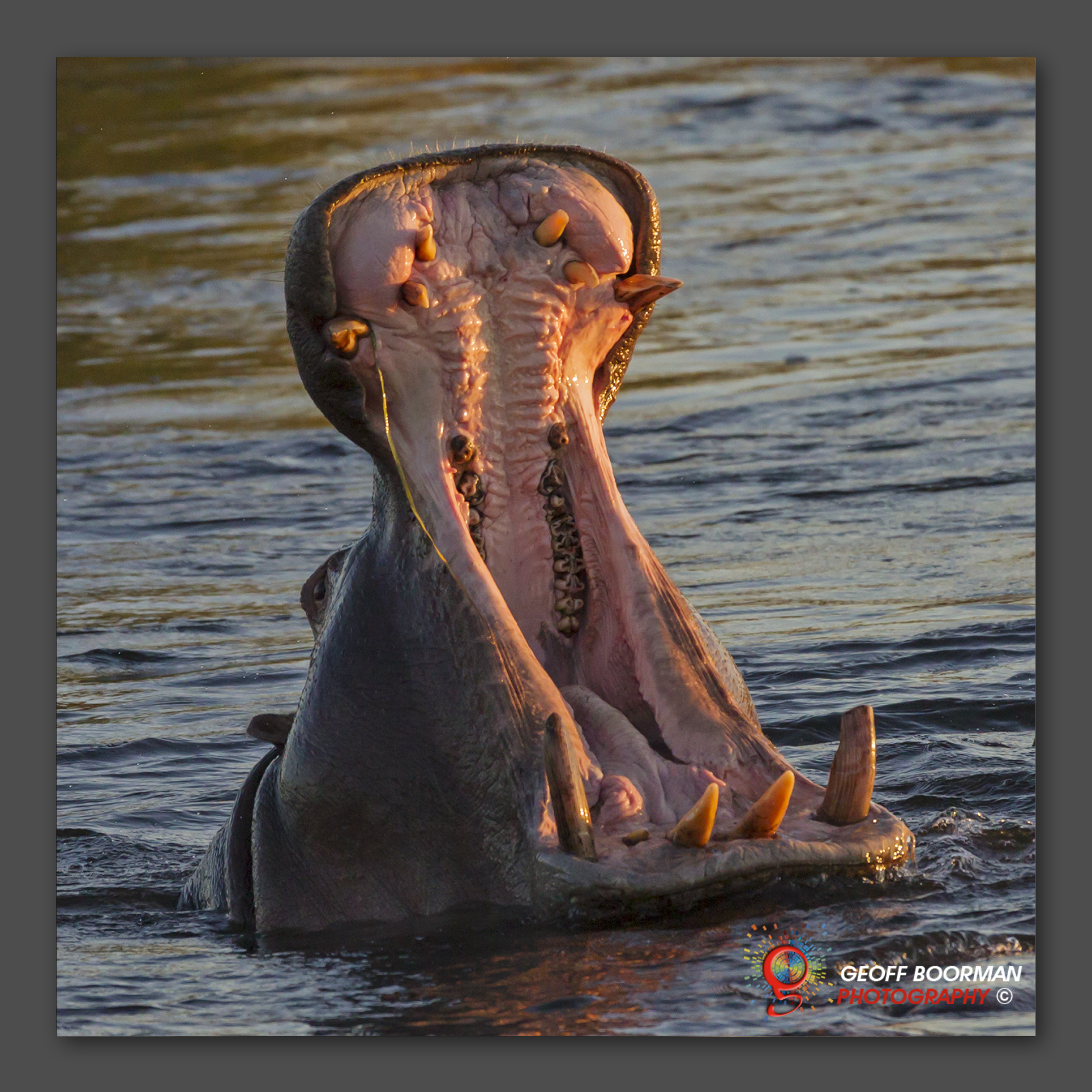 Wombolly Metal - Hippo