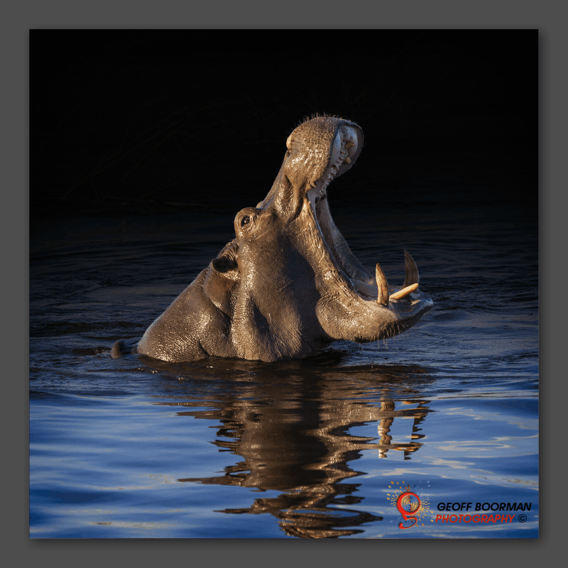 Wombolly Metal - Hippo