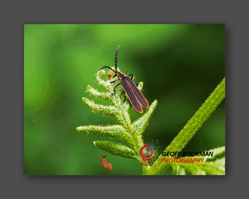 Wombolly Metal - Wasp