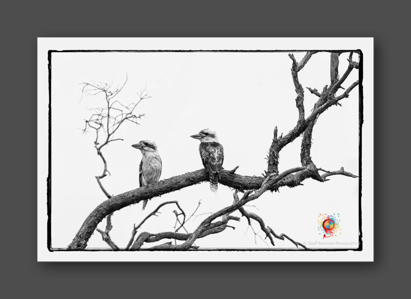 Kookaburras