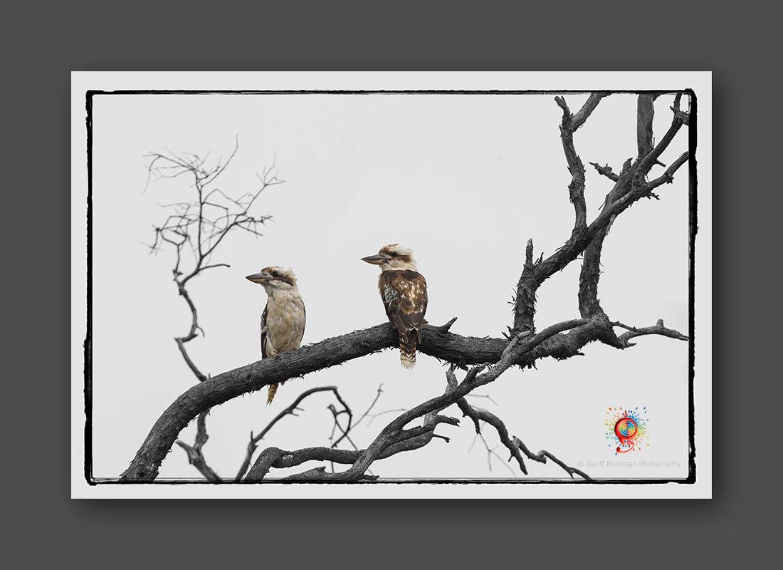 Kookaburras