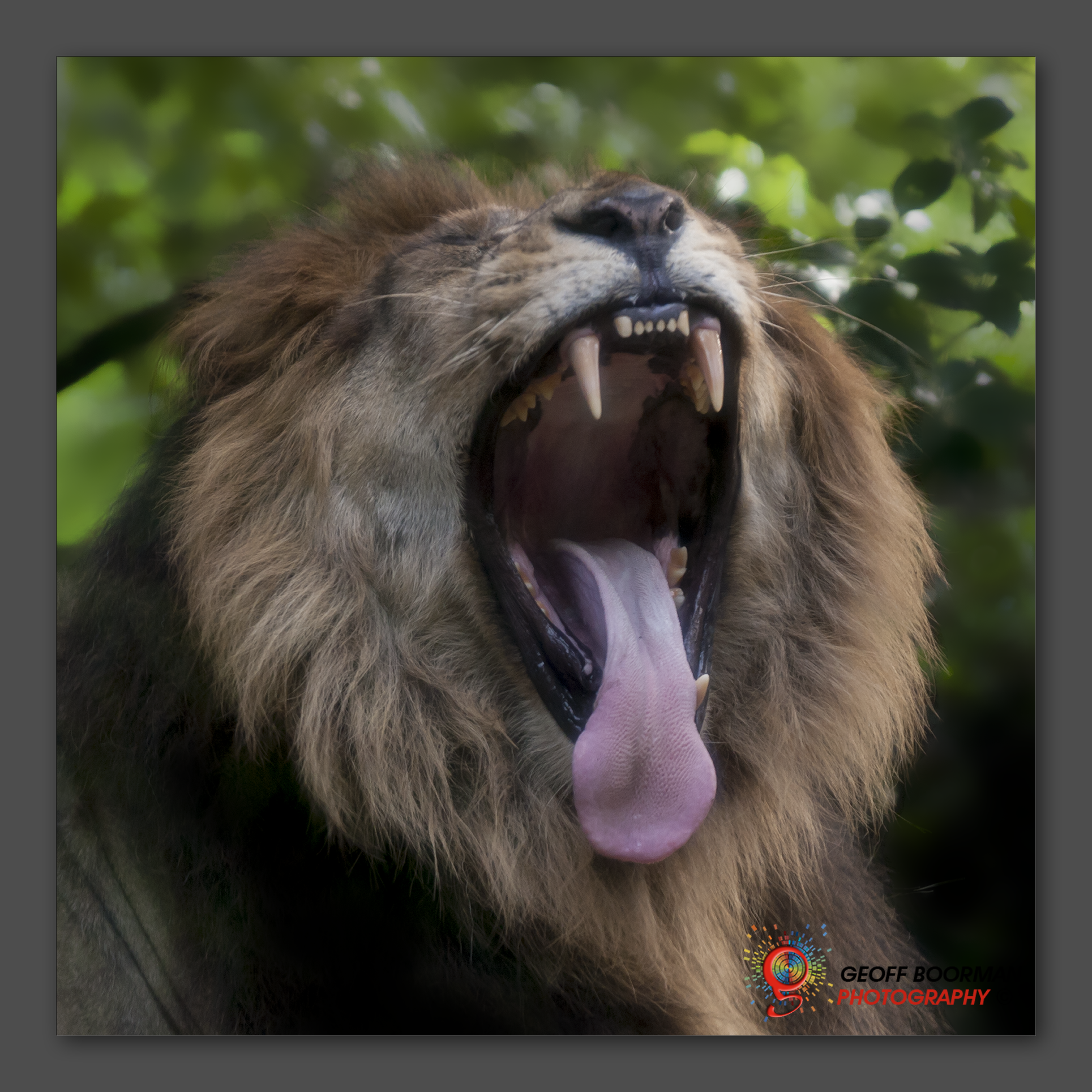 Wombolly Metal - Lion