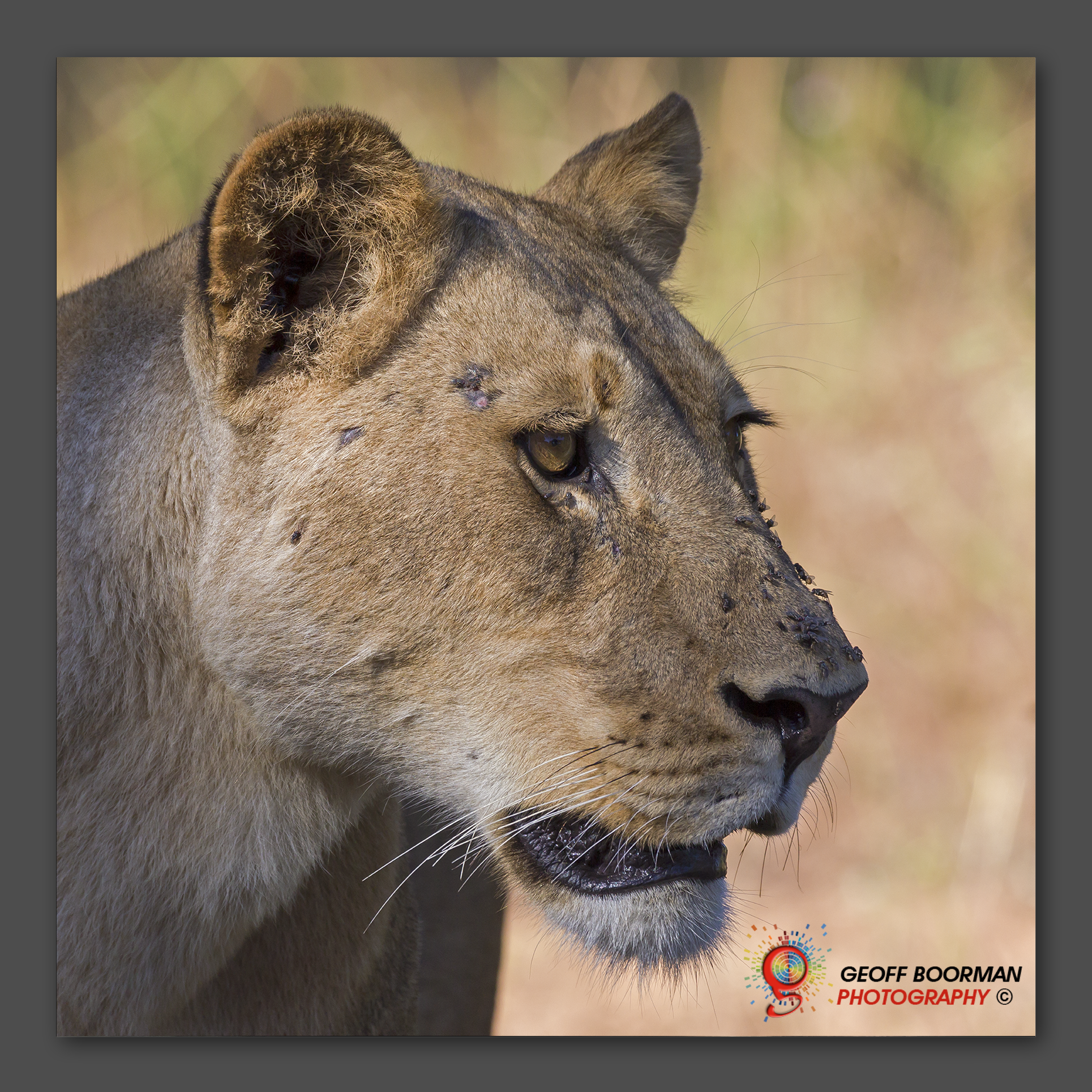 Wombolly Metal - Lioness