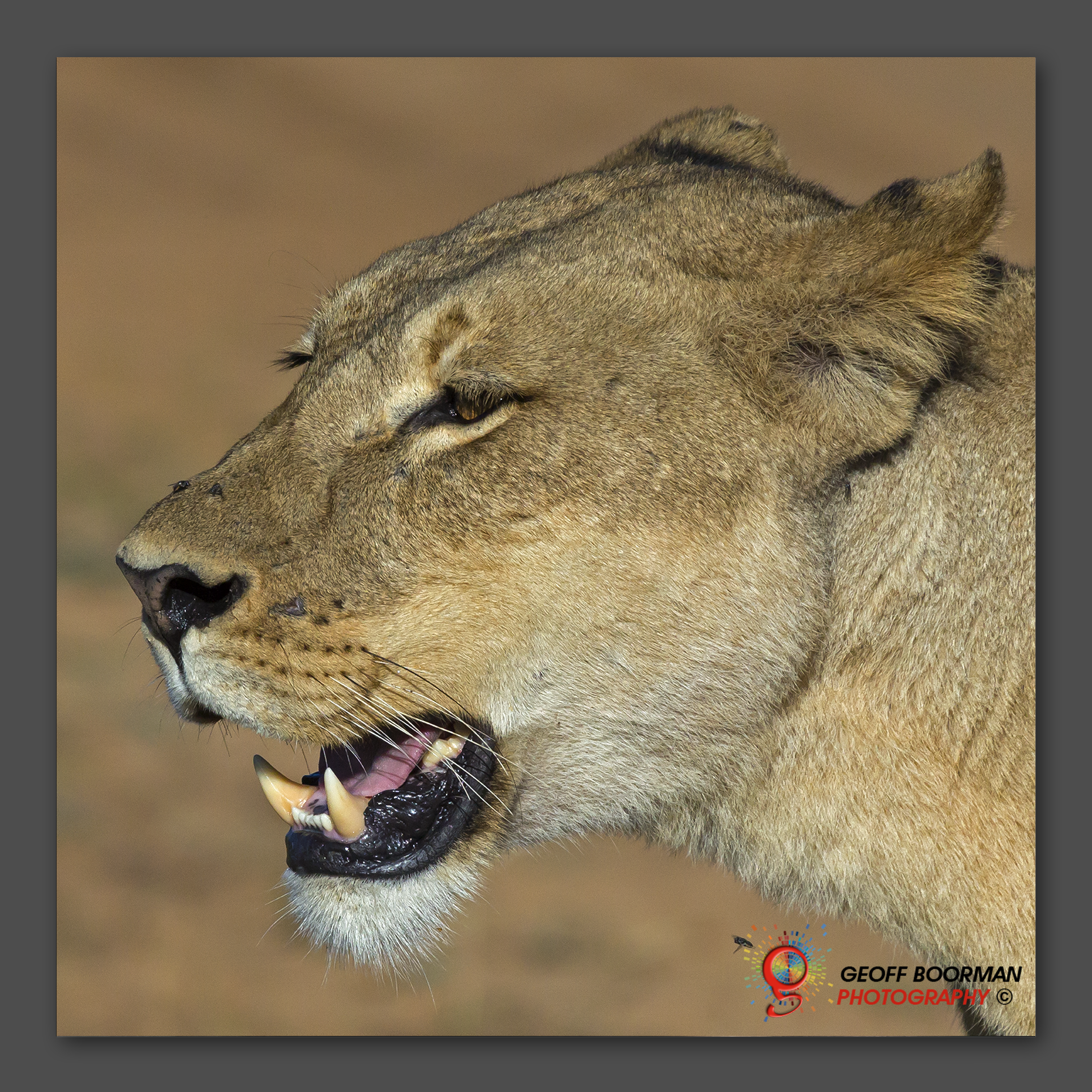 Wombolly Metal - Lioness