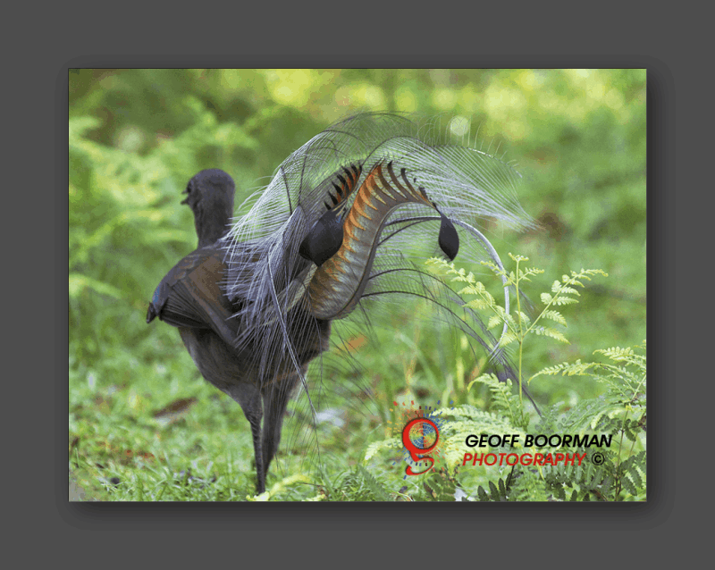 Wombolly Metal - Superb Lyrebird