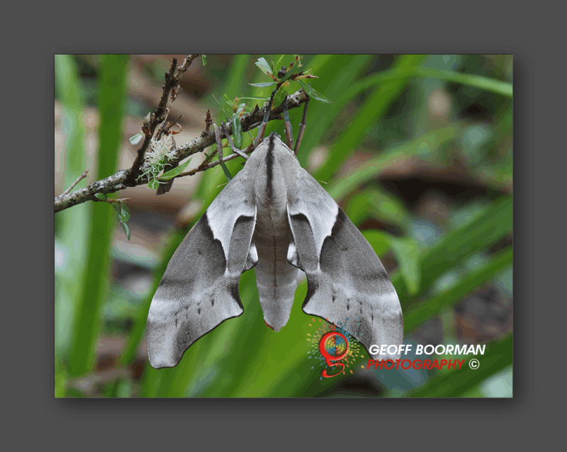 Wombolly Metal - Moth