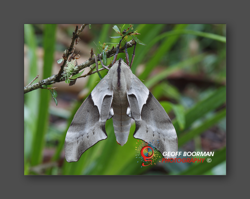Wombolly Metal - Moth