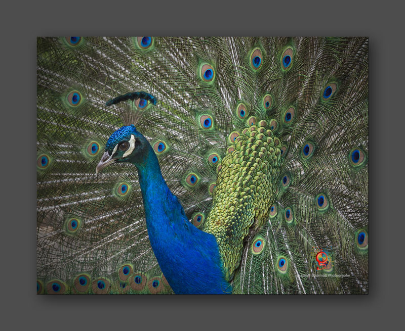 Wombolly Metal - Peacock