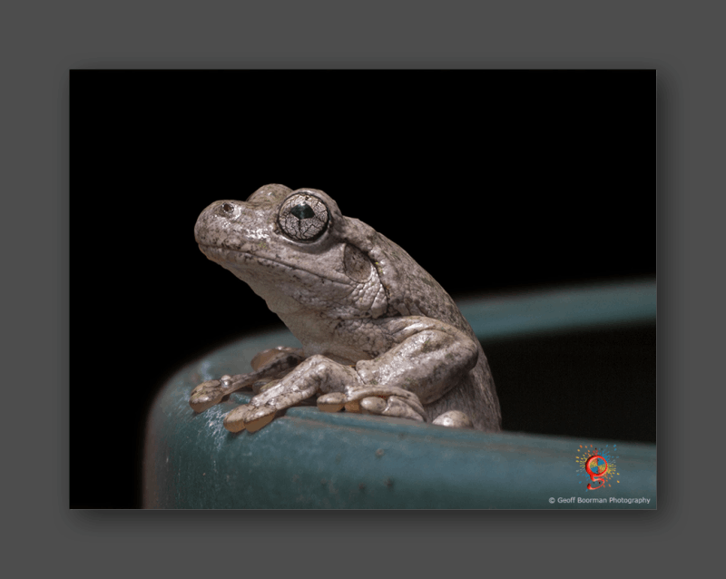 Wombolly Metal - Perrin's Tree Frog