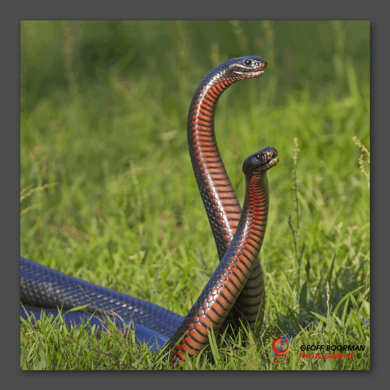 Wombolly Metal - Red-bellied Black Snakes