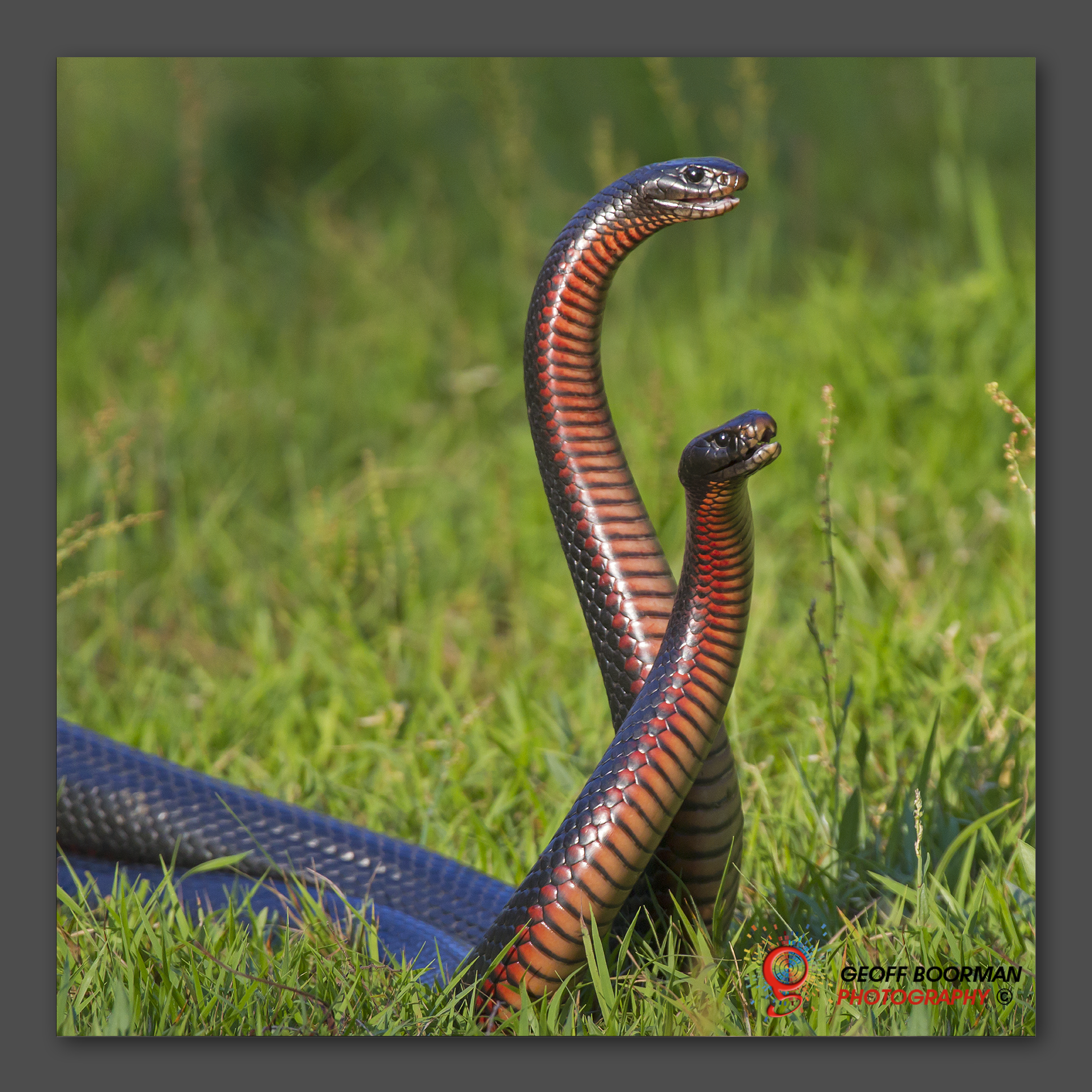 Wombolly Metal - Red-bellied Black Snakes