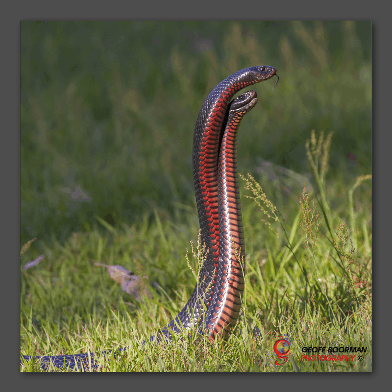 Wombolly Metal - Red-bellied Black Snakes