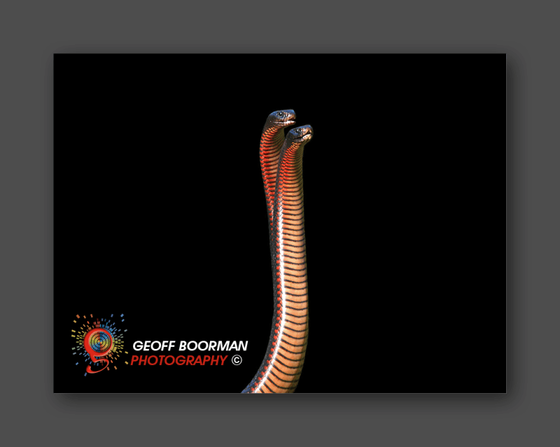 Wombolly Metal - Red-bellied Black Snakes
