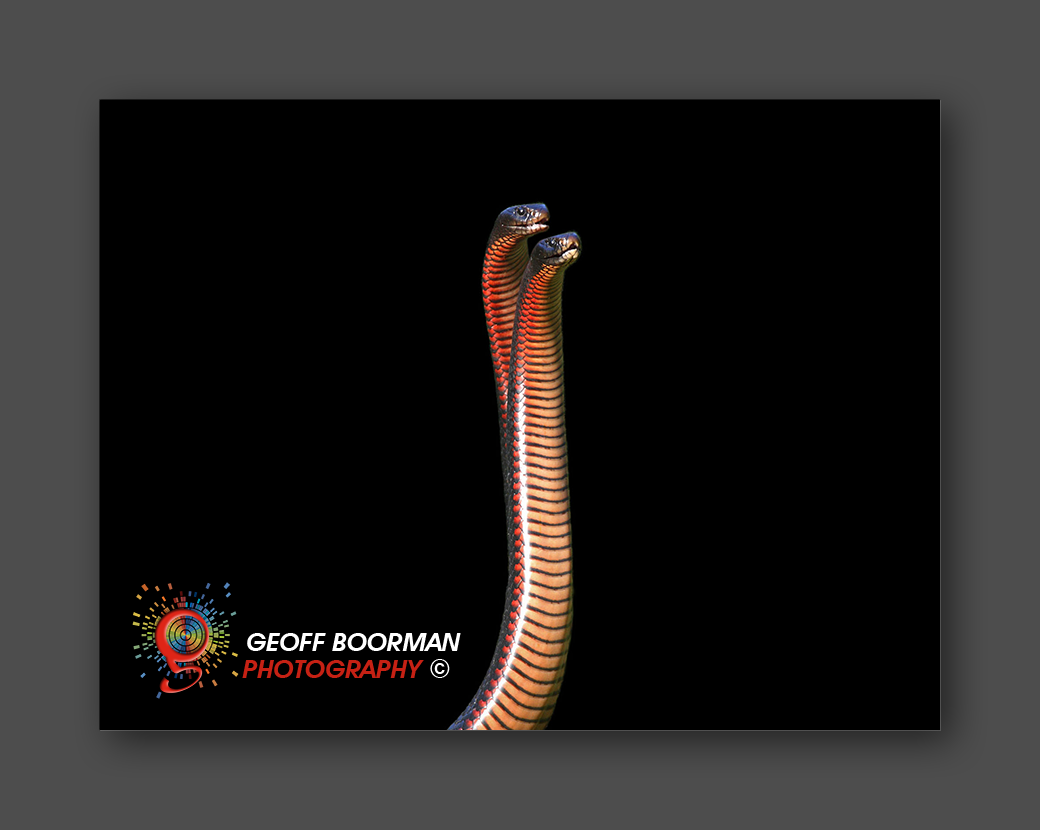Wombolly Metal - Red-bellied Black Snakes