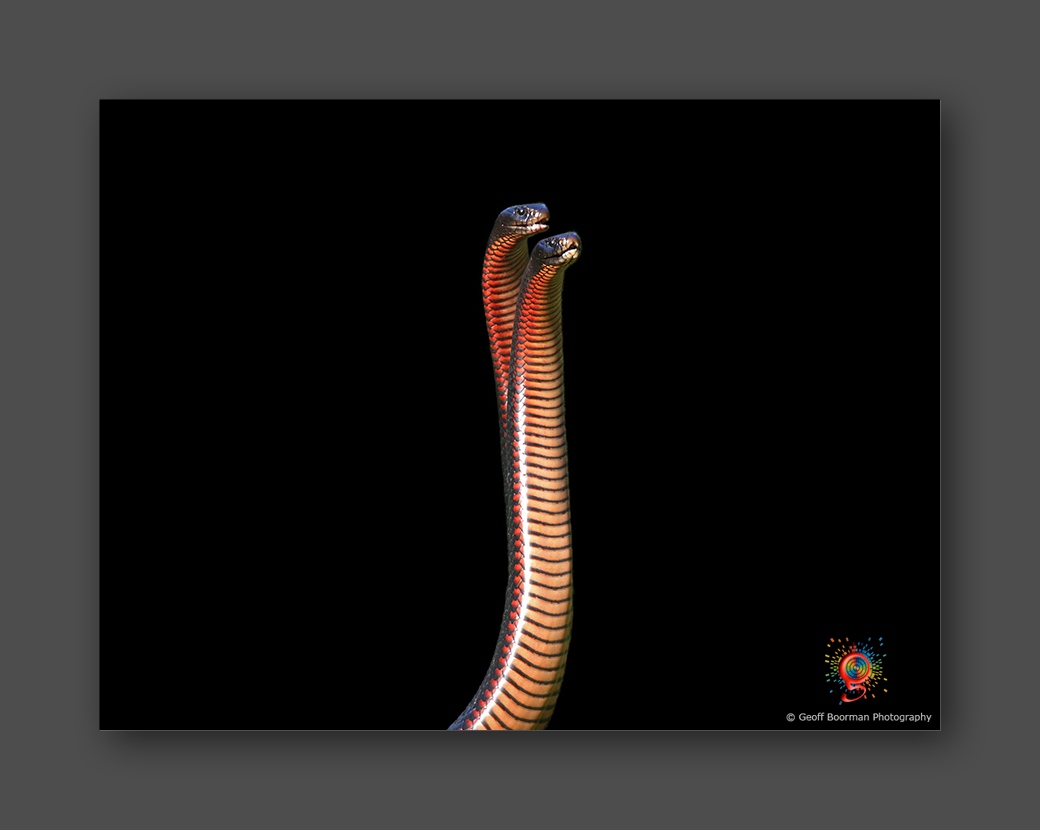 Wombolly Metal - Red-bellied Black Snakes