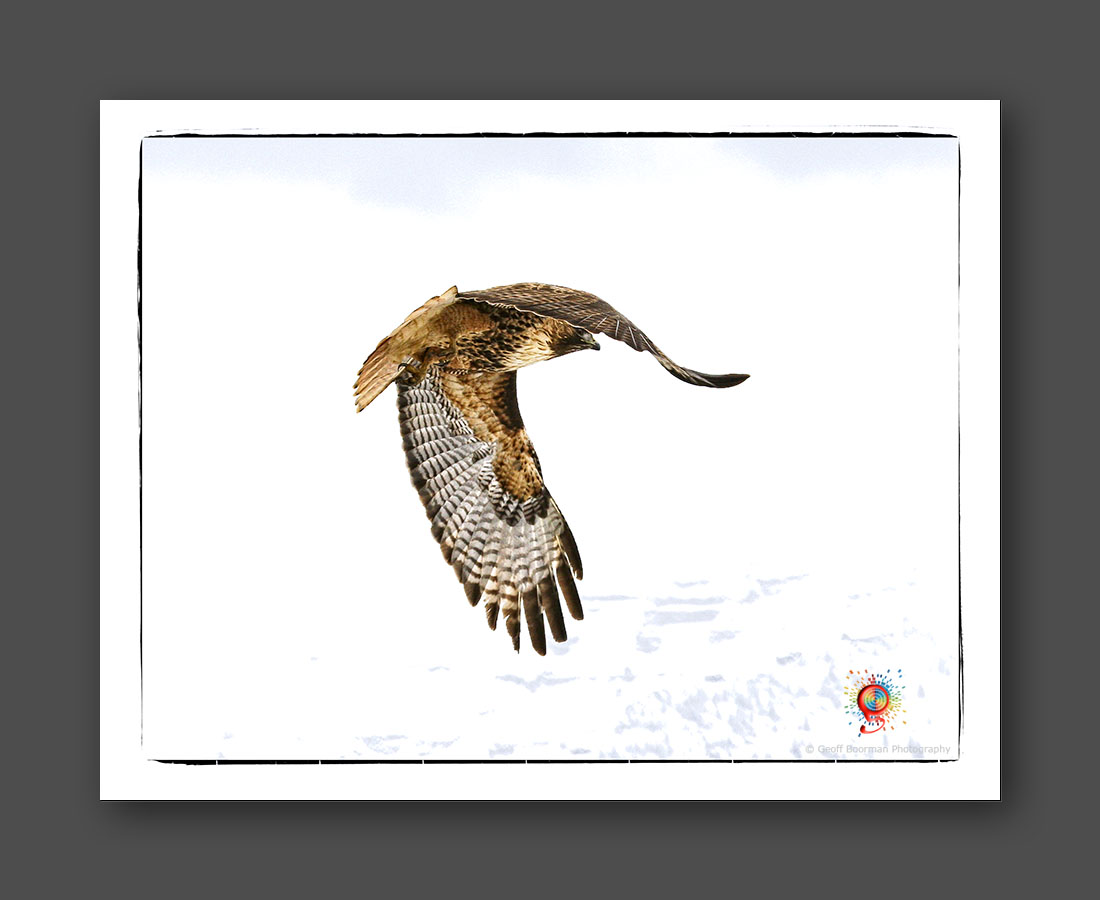 Wombolly Metal - Red Hawk - USA