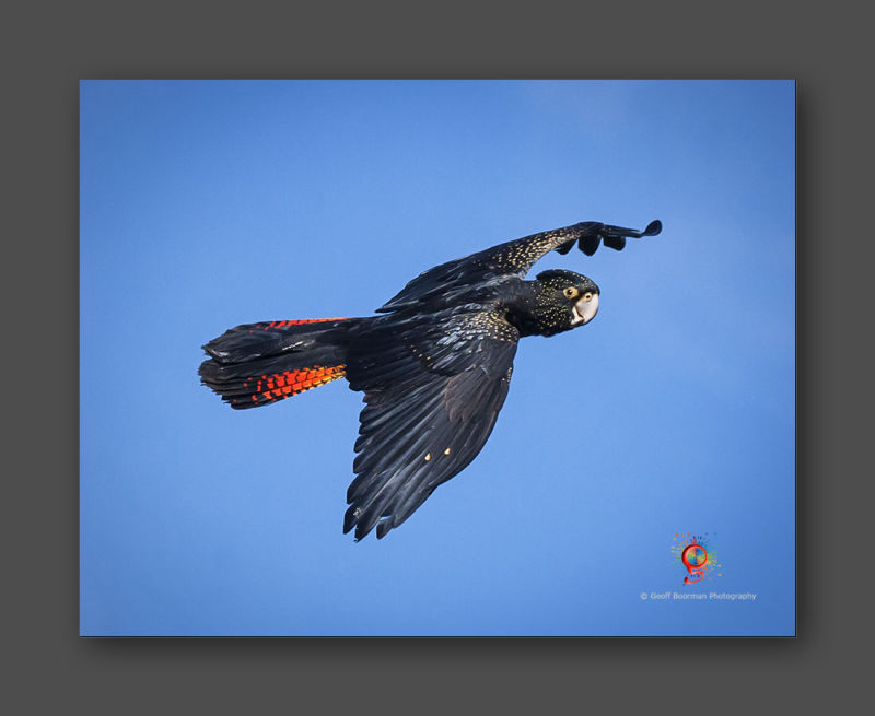Wombolly Metal - Red-tailed Black Cockatooo