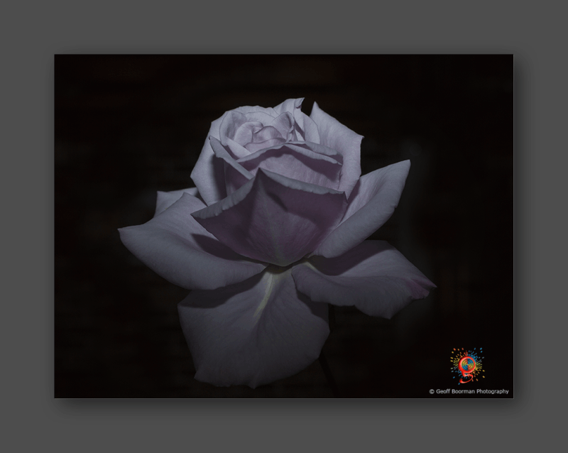 Wombolly Metal - Purple Rose