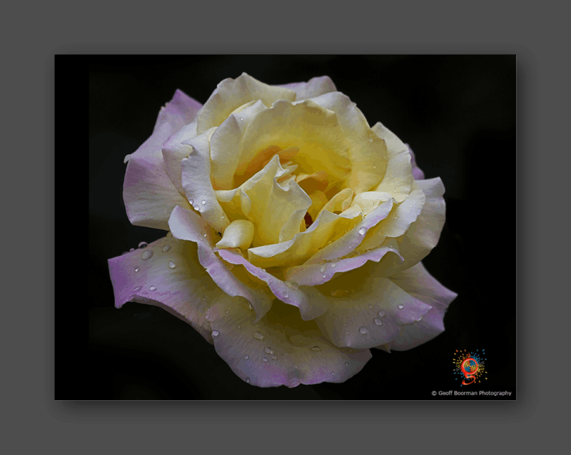 Wombolly Metal - Yellow Rose