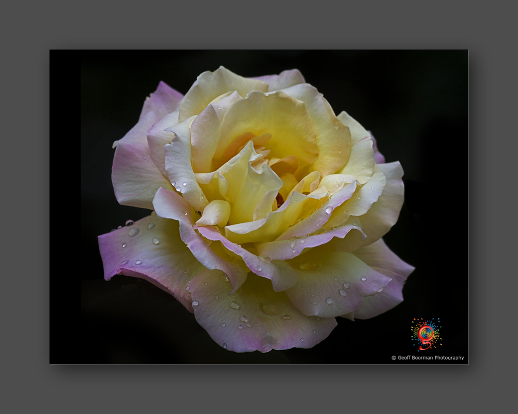 Wombolly Metal - Yellow Rose