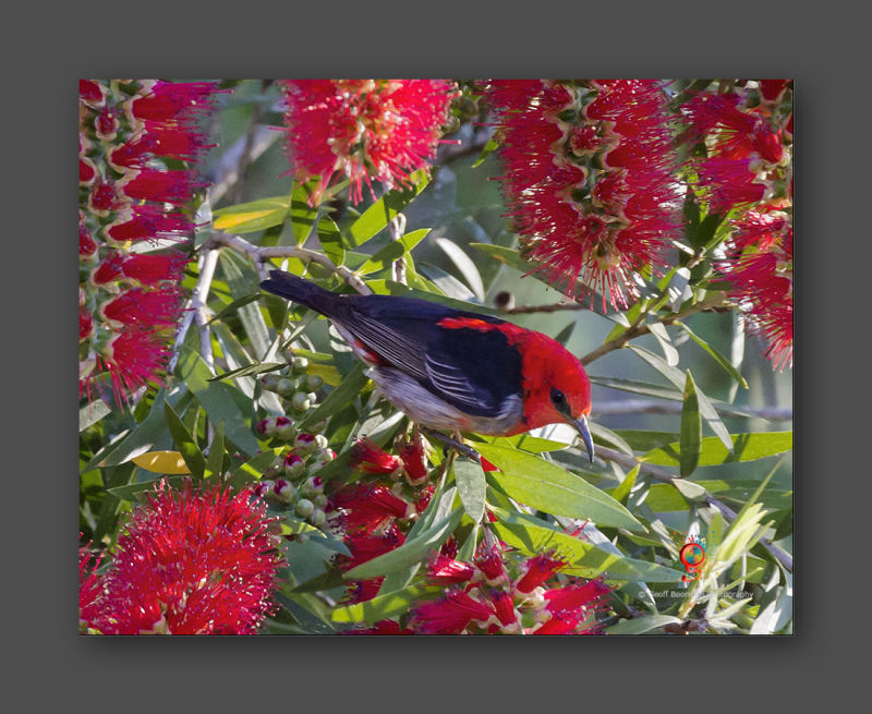 Wombolly Metal - Scarlet Honeyeater