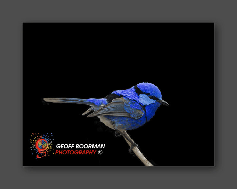 Wombolly Metal - Splendid Fairy-wren