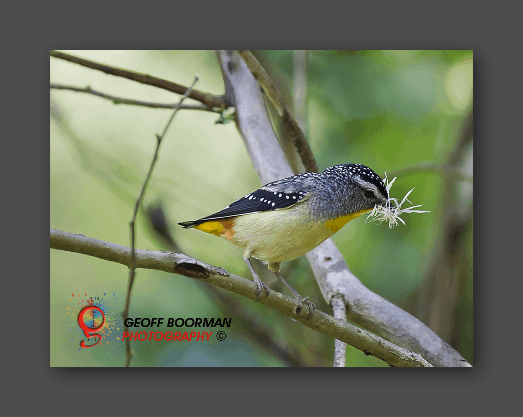 Wombolly Metal - Spotted Pardalote