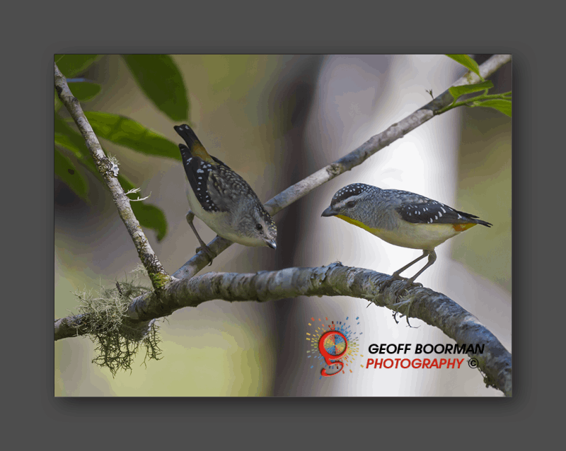 Wombolly Spotted Pardalote