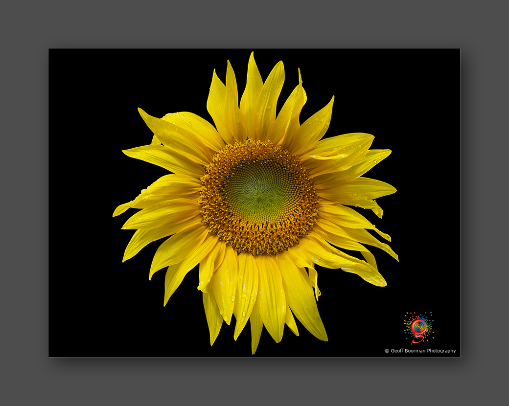 Wombolly Metal - Sunflower