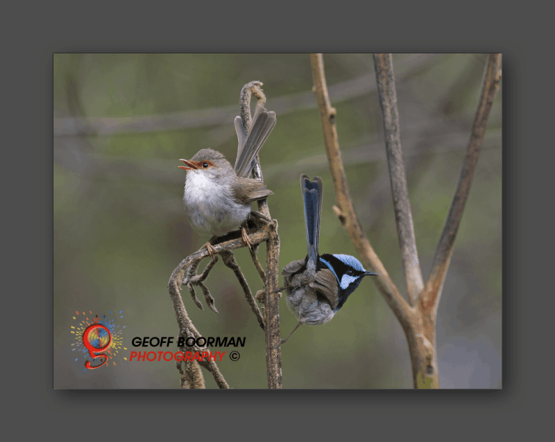 Wombolly Metal - Superb Fairy-wrens