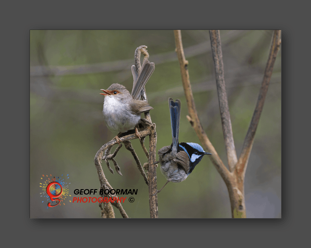 Wombolly Metal - Superb Fairy-wrens