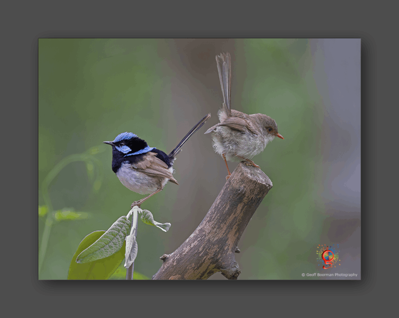 Wombolly Metal - Supberb Fairy-wrens