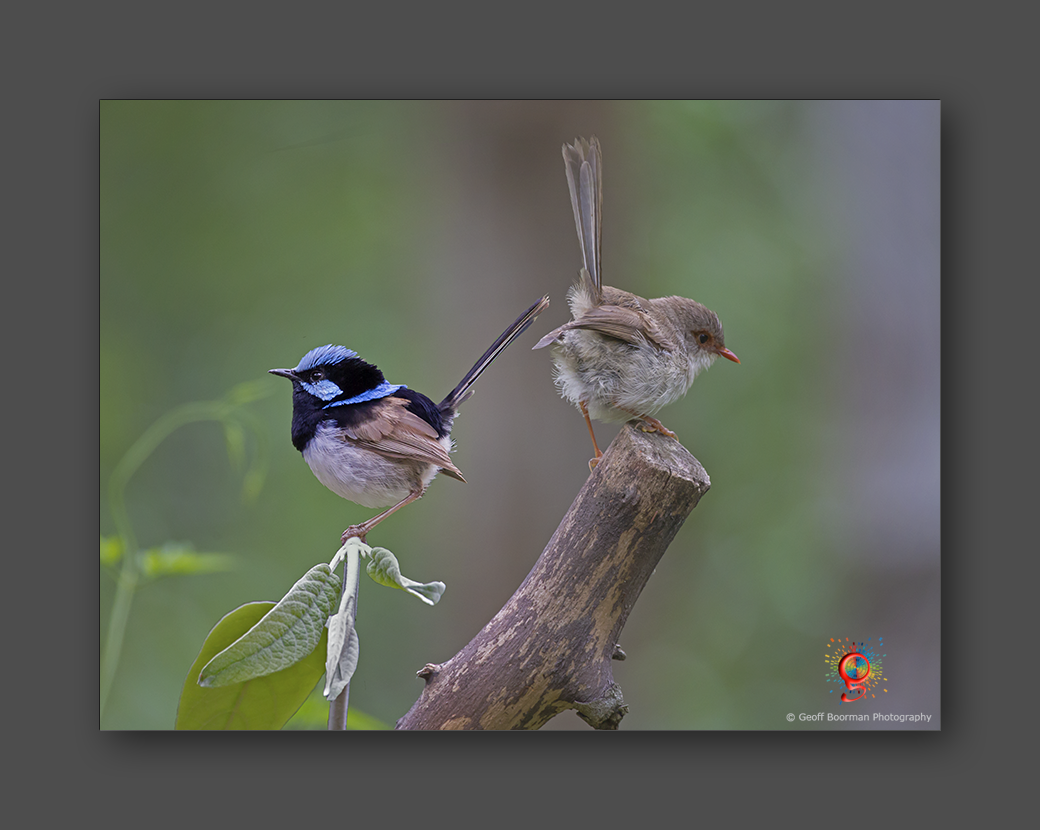Wombolly Metal - Supberb Fairy-wrens