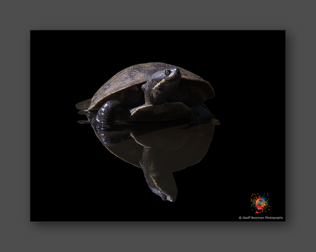 Wombolly Metal - Hunter River Short-necked Turtle