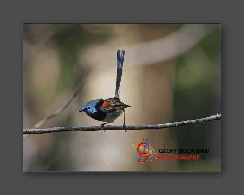 Wombolly Metal - Variegated Fairywren