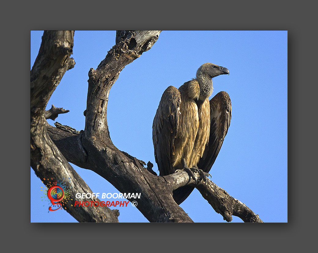 Wombolly Metal - Cape Vulture