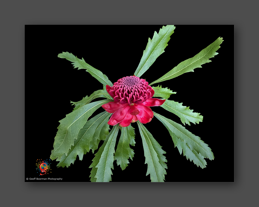 Wombolly Metal - Waratah